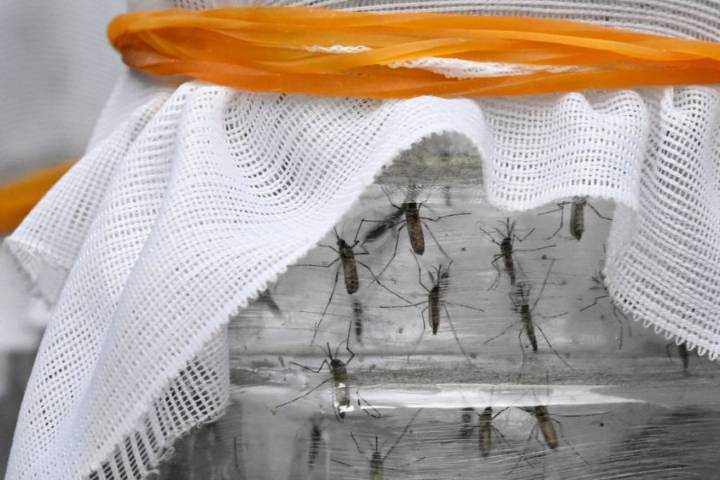 Environmental Havoc Is Making Colombia’s Mosquitoes Deadlier