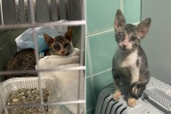Couple Find 'Dying' Street Cat During Vacation, They Know What To Do Next