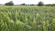 Los agricultores cargan contra la prohibición por incendios: "Rompen toda planificación"