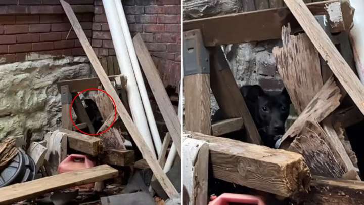 Rescuer Shocked To Discover A Scared Dog Struggling In An Abandoned Building