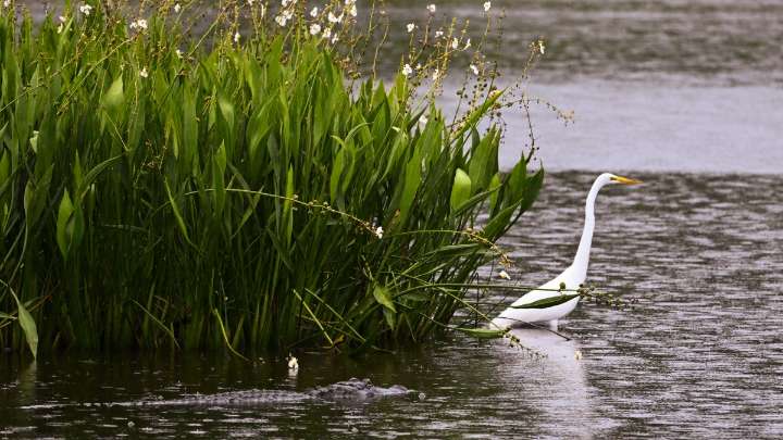 Missing New Orleans boy drowned after ‘blunt force trauma’ by alligator