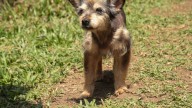 ‘Mallarino’, el perro que sobrevivió al abandono y busca un hogar lleno de amor en Cali