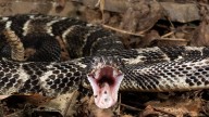 Hiker Dies After Getting Bitten By Venomous Rattlesnake He Picked Up