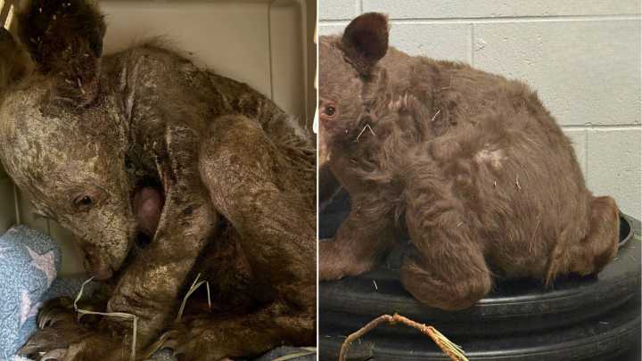 Sick, Malnourished Furry 'Pup' Found By California Rescuers Turns Out To Be Something Else