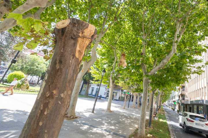 Suspenden al Ayuntamiento en la mejora del arbolado