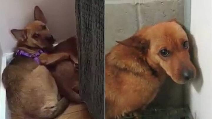 New York Rescuers Were Stunned After Finding Scared Abandoned Dogs Who Wouldn’t Stop Shaking