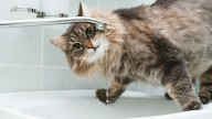 Why Is My Cat Drinking So Much Water?