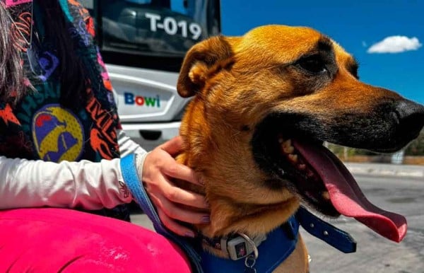 Llevará un perro guía o de apoyo emocional en el Bowí, checa esto
