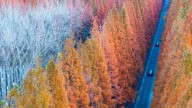 The climate case for planting trees has been overhyped — but it’s not too late to fix it