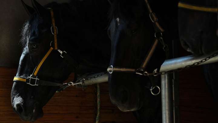 Sussex site quarantined, two horses euthanized after virus is detected