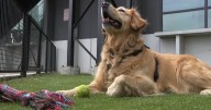 New CSU project studies how dogs are impacted by wildfire smoke, poor air quality