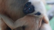 Akron Zoo's white-cheeked gibbon dad picks name for his son