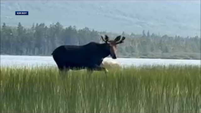 VIDEO: Woman captures close encounter with a moose while canoeing