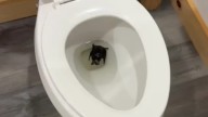 VIRAL: Mujer fue al baño y lo que encontró en el inodoro fue espeluznante, la mandó directo al hospital