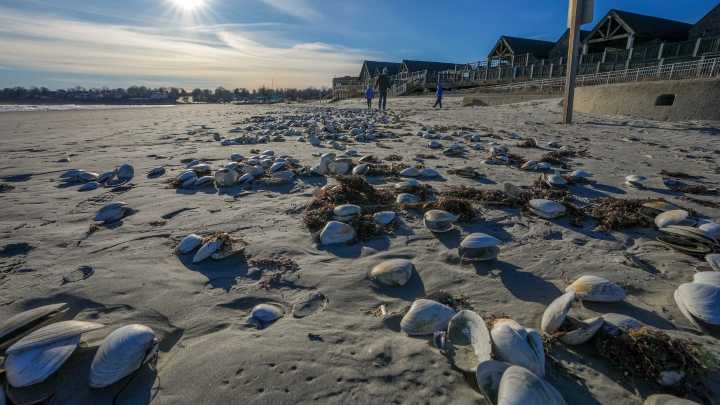 Easton's Beach, Conimicut Beach closed to swimming. What we know.