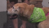 Kindred Spirits Animal Sanctuary holding biggest fundraiser of the year