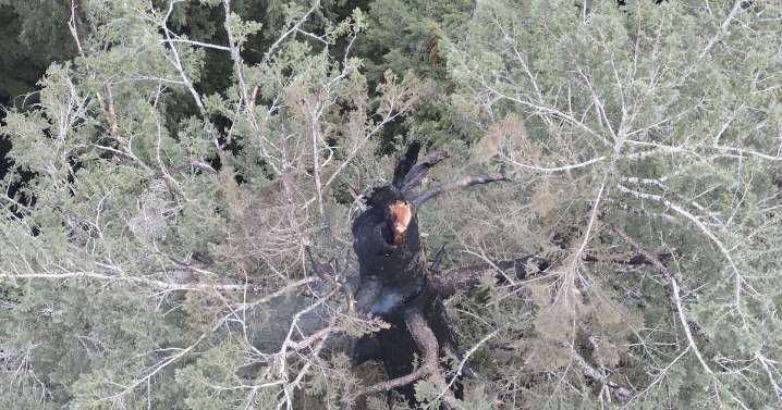 World's tallest trees near the Oregon coast burning in forest fire