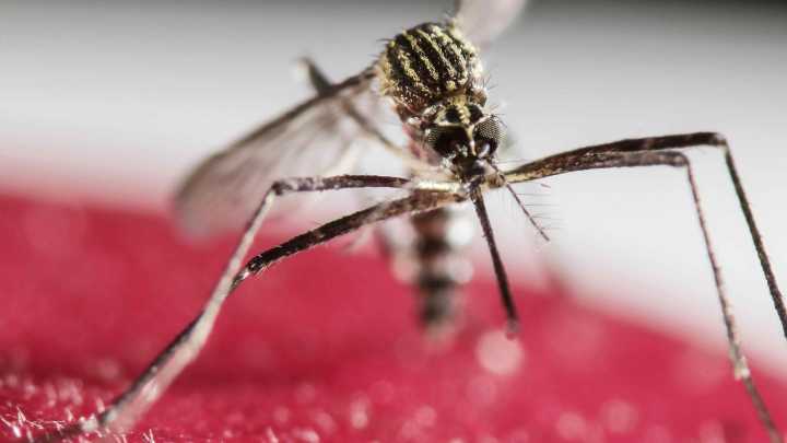 Michigan's first case of EEE in 2025 confirmed in Benzie County horse, officials say