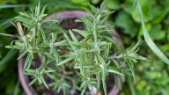 El secreto viverista, muy fácil, para que tu planta de Romero no pare de crecer