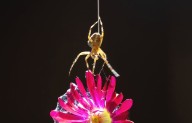 This spider cuts loose a vibrant garden bloom