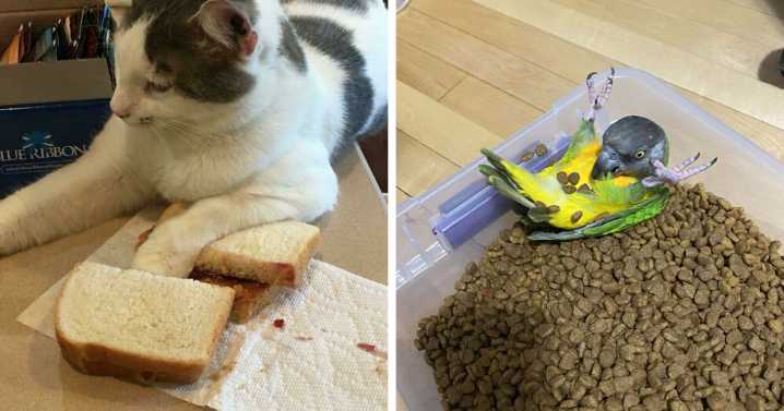 73 Chaotic Pets Who Decided To Be A Menace Just Because They Can