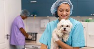 Médicos Veterinarios: guardianes de la salud animal y humana
