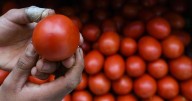 ¿Subirá el precio del jitomate? Este es el costo para tomate