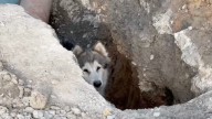 Rescatan a Perrita que Pasó Toda la Noche Atrapada en Zanja de Obra Inconclusa en Monterrey