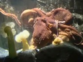 "Siempre lo quiso": un pulpo gigante atacó a un niño de 6 años en un acuario de Texas y el video se hizo viral