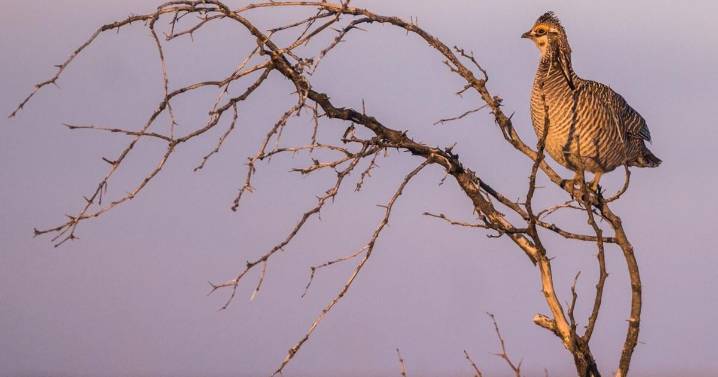 Lesser prairie chicken loses endangered species status