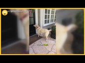 Dynamic dog's daily visits to neighbors 'never gets old'