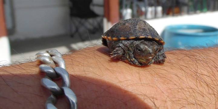 “Migaja”, una diminuta tortuga en peligro crítico de extinción, nace en zoológico de Guadalajara