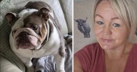 Dog walker dumps exhausted pet in home after walk in 27C heat before owner finds it dead