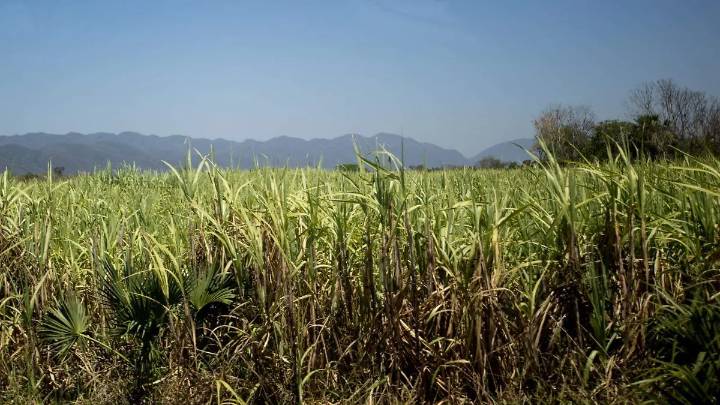 Producción de caña cayó 50% a causa de la sequía en la Huasteca