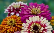 Flores para sembrar en septiembre: llená tu jardín de color y perfume