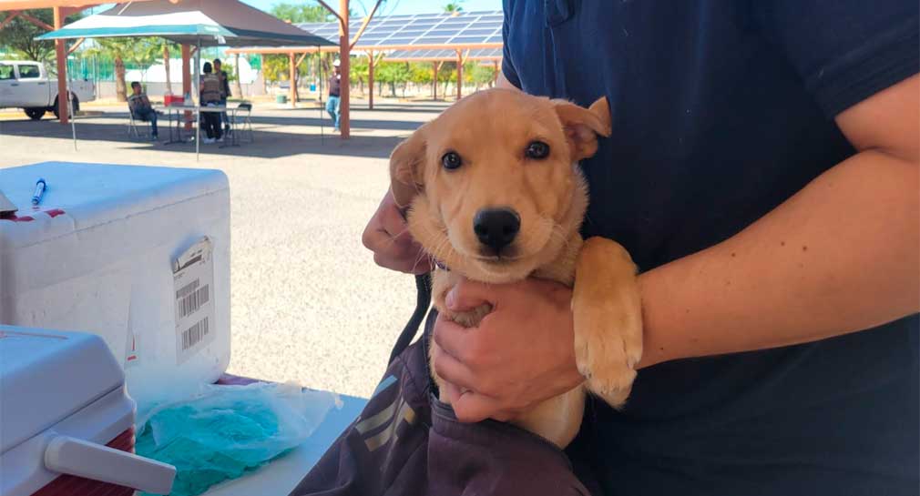 CDMX aprueba custodia compartida de mascotas en casos de divorcio
