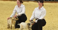 No kidding around: Youth leap into competition at Northwest Montana Fair and Rodeo