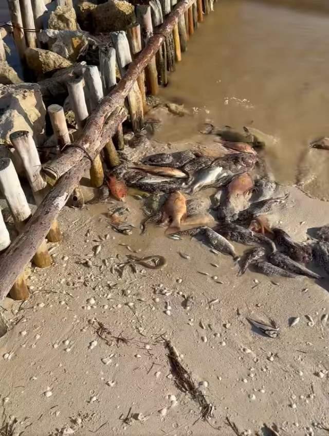 Alerta en Chuburná Puerto