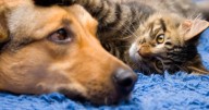 Ofrecerán apoyo a dueños que han perdido a sus mascotas