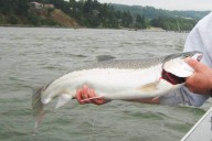 Lower Columbia River and tributary fishing report for Aug. 4