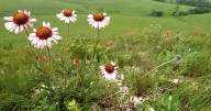 Kansas scientists put AI to work in the fight to save the Flint Hills tallgrass prairie