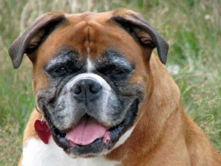 "Ozempic para perros": el avance científico que podría hacer que las mascotas pidan menos comida