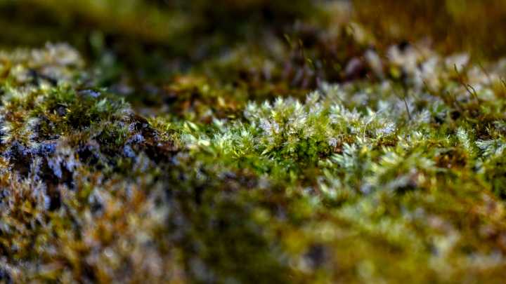 Cold front to bring chill to Michigan, frost to some in Midwest. What to know