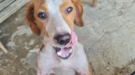 Adopta un perro: Canelo, el perro sin historia lleno de pulgas