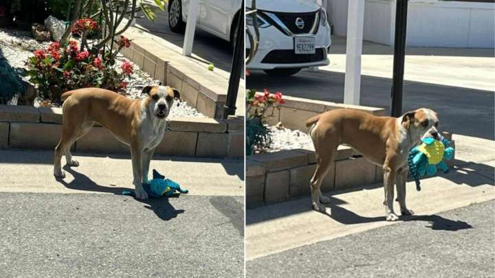 Timid Street Dog In California Carries Plushies Everywhere Until Help Shows Up