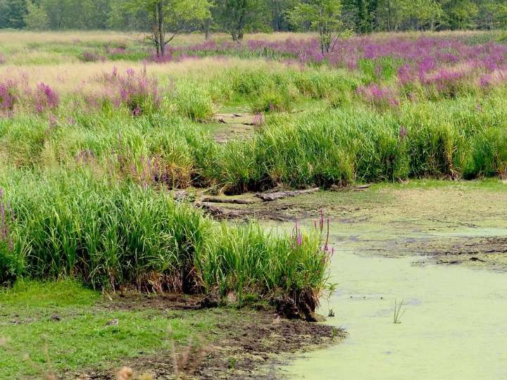 Low water conditions confirmed by Cataraqui Conservation
