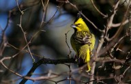 Liberaron cardenales amarillos en la Reserva Provincial Pichi Mahuida