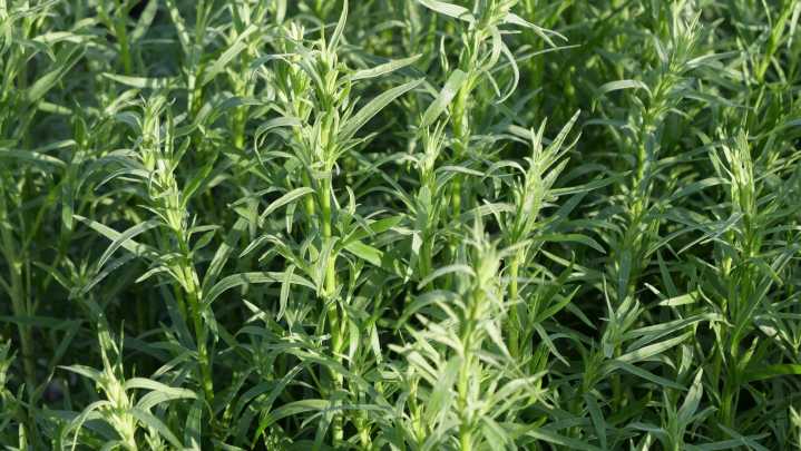 Is Gravel The Secret To Thriving Tarragon? Read This Before Attempting The Hack