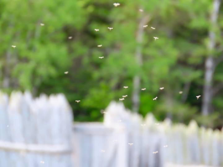 First case of deadly mosquito-borne virus found in Michigan