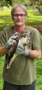 Raptor rescue: Injured hawk removed from Hurley Park